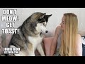 Things My Husky Recommends For Dogs!