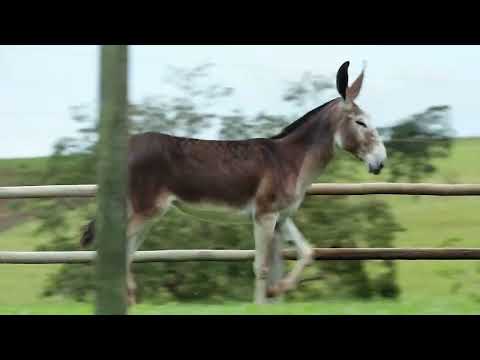 LOTE 10   QUEIMADA DA CERTEZA