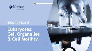 Biology 107 Lab 5 - Eukaryotes: Cell Organelles & Cell Motility (Feb 25, 2021)