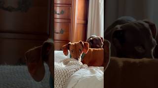 Blanket time 🌭 #dogshorts #funnyanimals #cute #dachshund #funnydogs #cutedog #funnypets #adorable