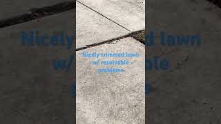 viral grass lawn bermuda lawncare mowing sod home tahoma dog