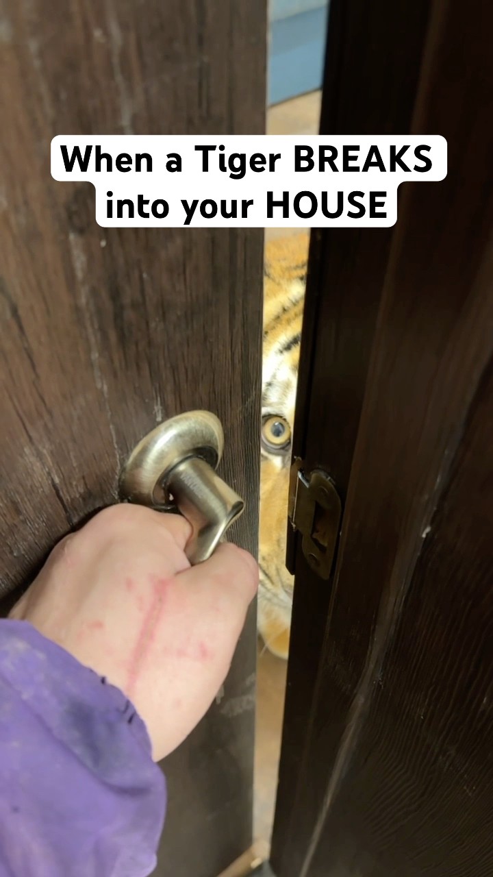 When A Tiger Break iNto Your House ? iB: ​⁠@Yara_Goryanskiy #TheManniiShow.com/series
