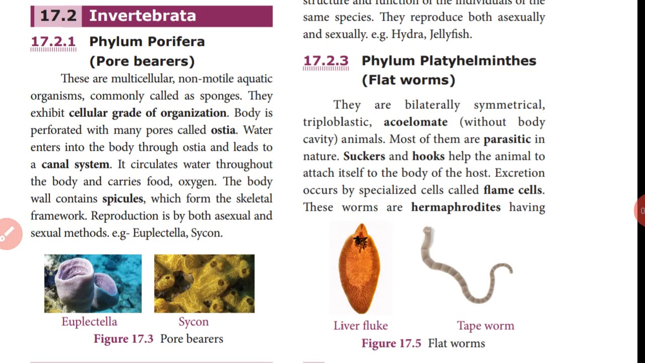 Animal Kingdom (part 4) - YouTube