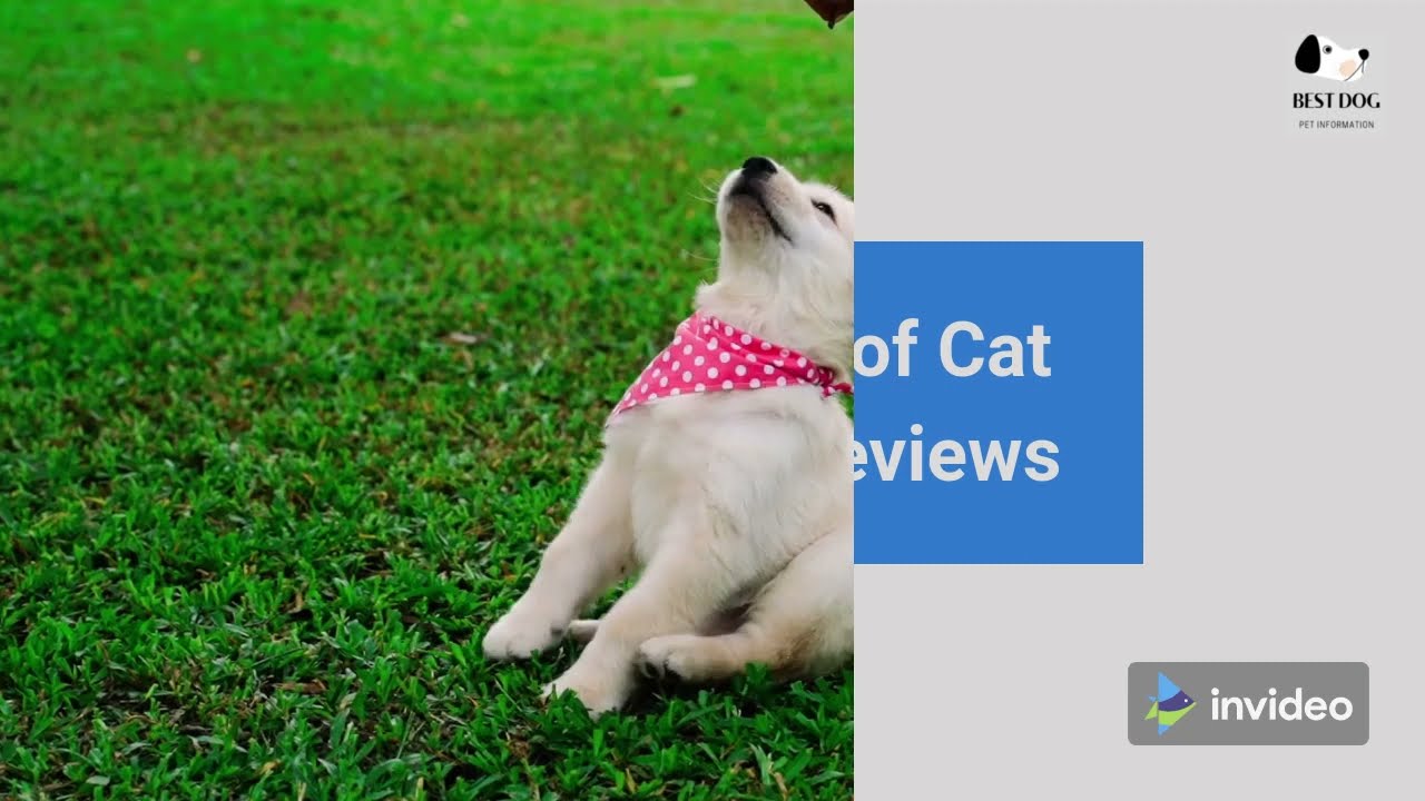 Top Dog Proof Cat Litter Box hidden litter box//dog proof litter box//cat YouTube