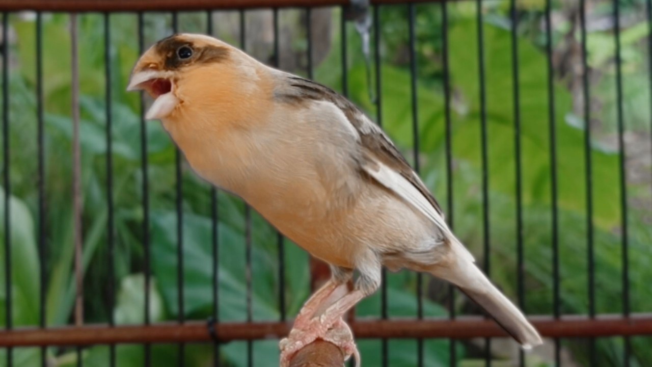 Canário Belga muito para Treinar Canários Jovens e Silenciosos a Cantar Diretamente | Super Canário