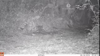 Pacuare Reserve - Ocelot spotted on camera trap