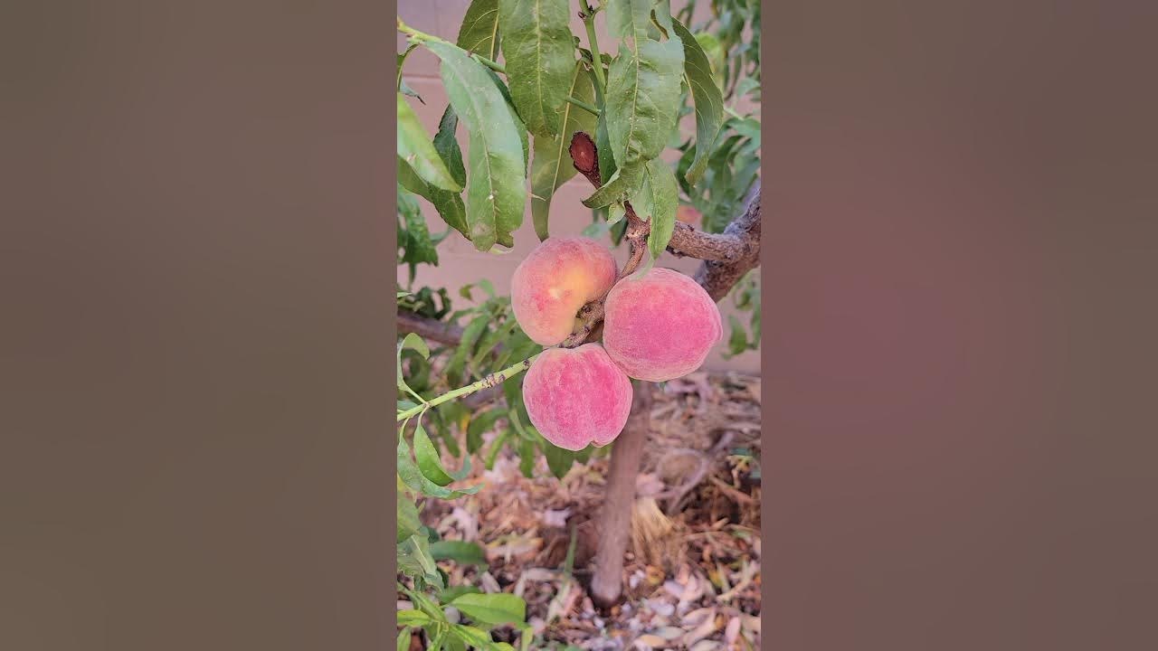 Eva's Pride Peach Tree Phoenix Desert Garden 9b YouTube