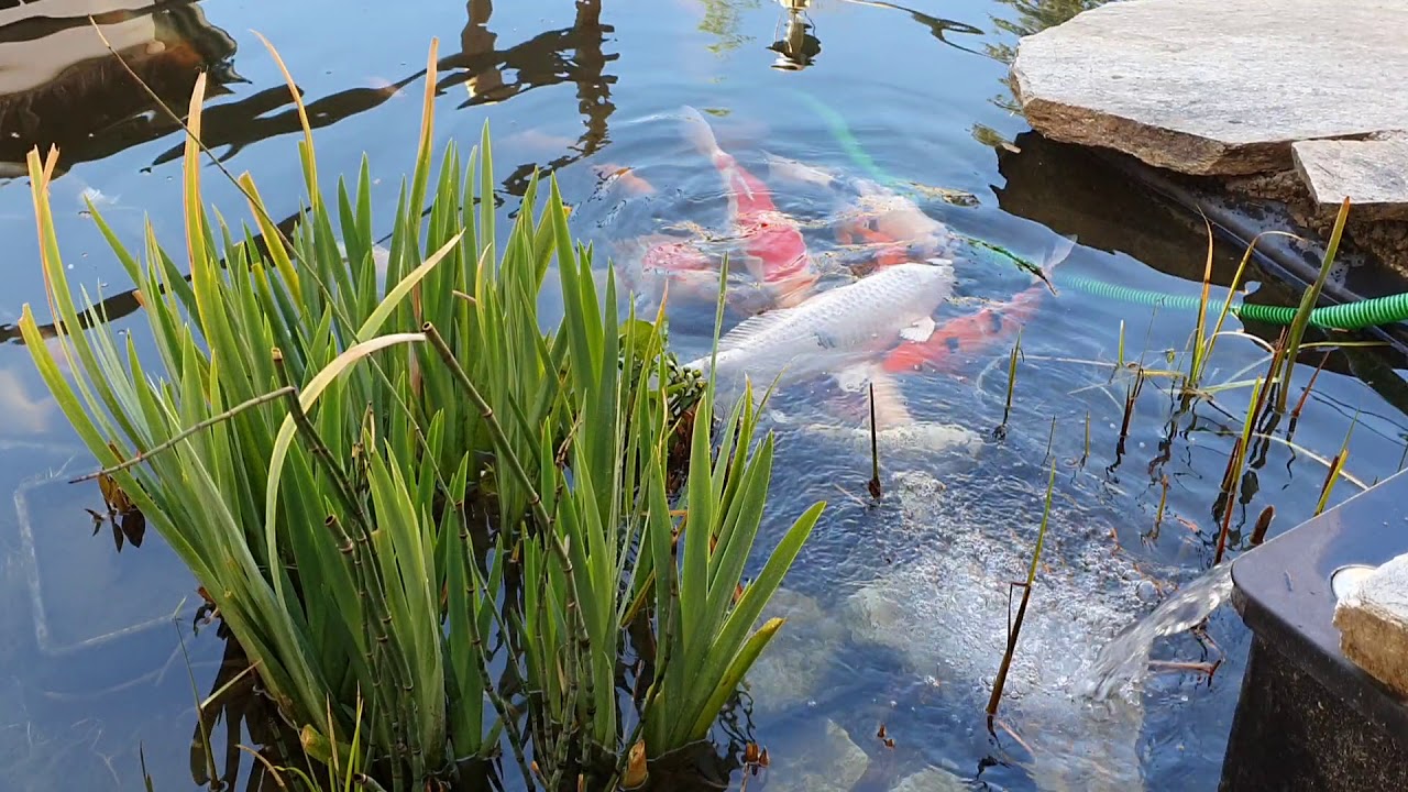 Perfekte Beruhigung am Koi Teich YouTube