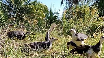 PULANG MUDIK LANGSUNG JERAT BURUNG RUAK RUAK. (bird trap)