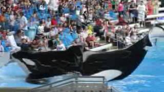 ~reuploaded~orca behaviors (mep)