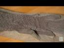 Transitional Tetrapod Fossil