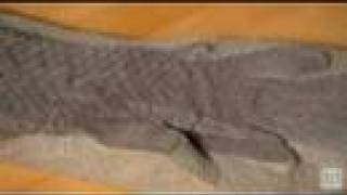 Transitional Tetrapod Fossil