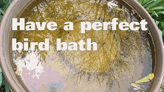 How make a perfect year round bird bath