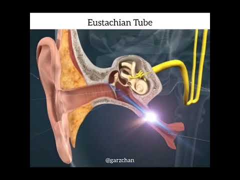 Light Language for Eustachian Tubes - Garz Chan