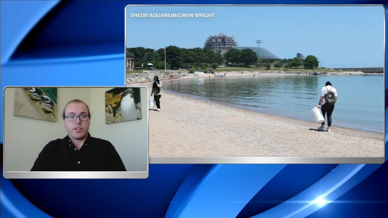 Shedd Aquarium cleaning up Chicago beaches as part of 'Action Days'
