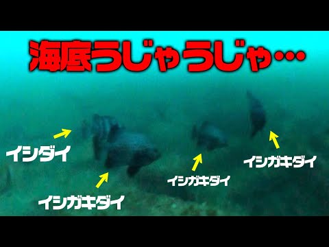 【連発!?】ここに牡蠣を落とすと…