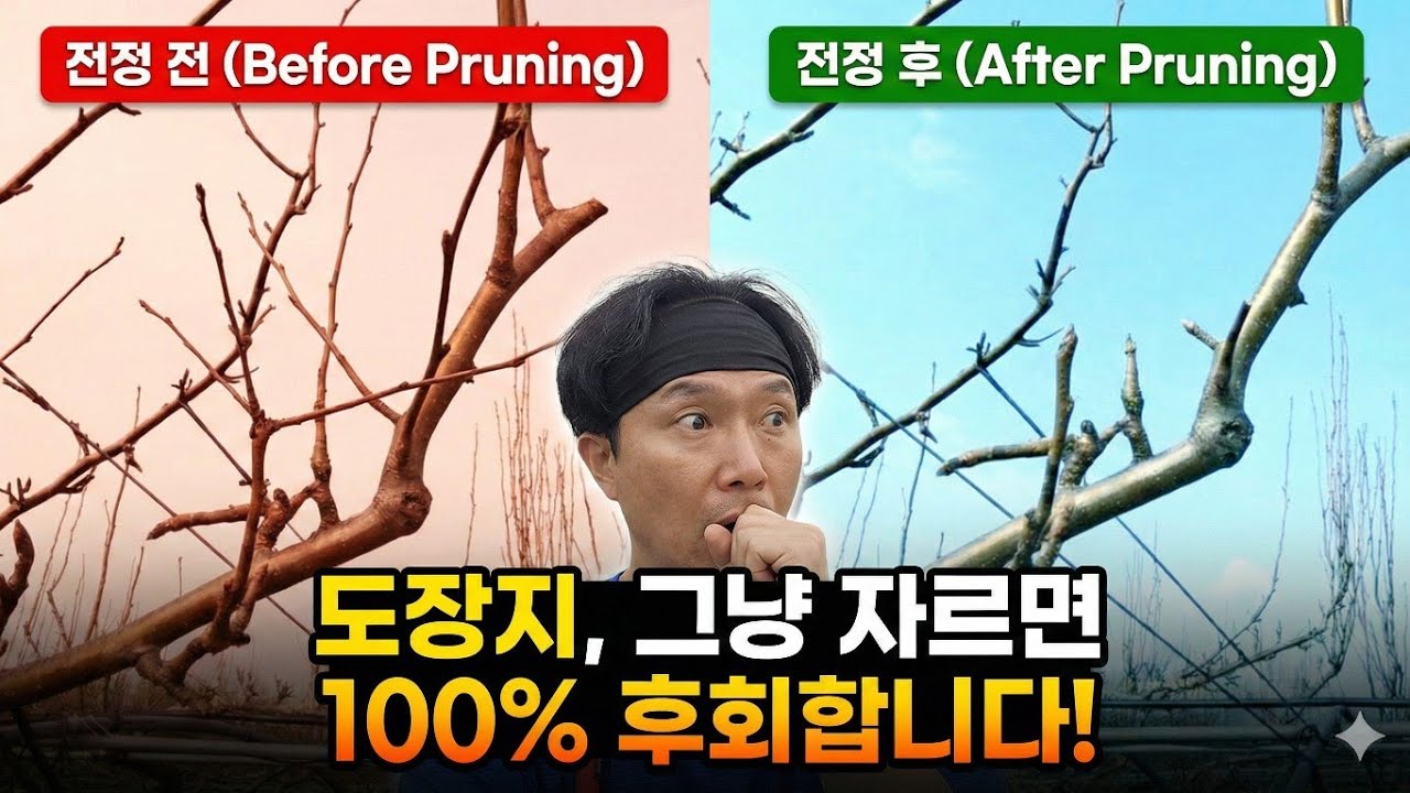 결과지의 꽃눈을 만드는 도장지 전정법 - 26년 1월 15일 나주 금천 신고배 과수원 일지 p260115