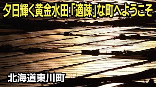 夕日輝く黄金水田 「適疎」な町へようこそ　北海道東川町