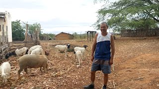 Olha o que aconteceu com as ovelhas/ a felicidade de Celino 🐑🐑🐑🐑🐑🐑🐑