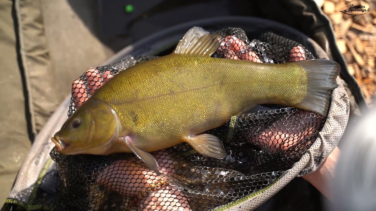 Lynų žvejyba ir Method Feeder ABC - Žvejybosreikmenys.lt