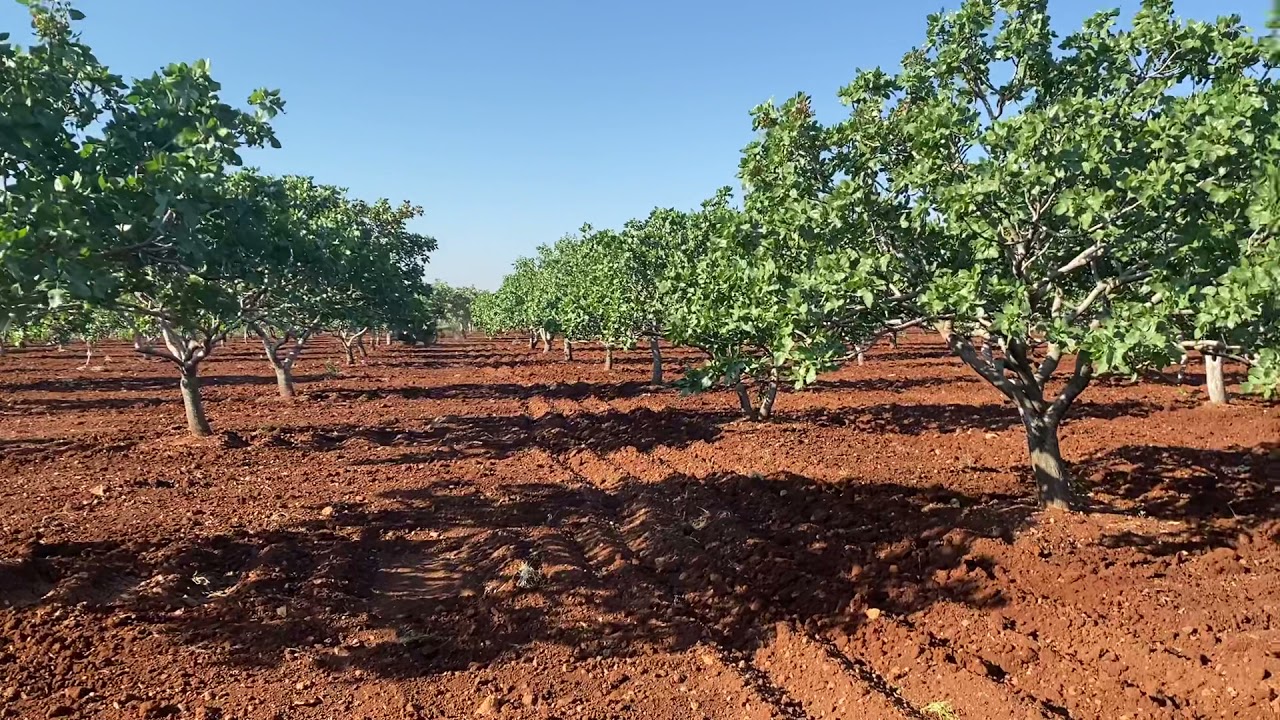 “Sulama’dan sonra çüt sürme”