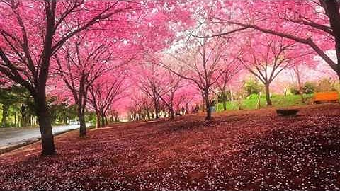 القارئ سعيد باعامر فجرية ٢٥ جمادي الأول ١٤٣٧هـ