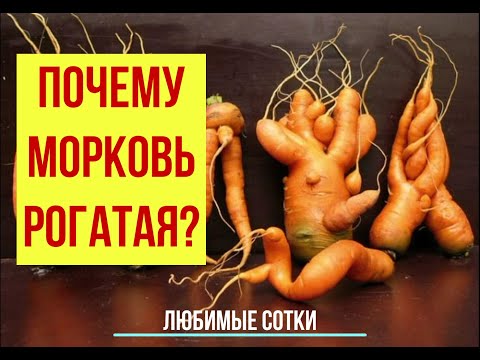 Почему морковь рогатая?!