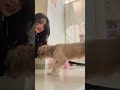 My little dancing star! Isse zyada cute partner nahi mil sakta. 🥰🐾 #DogsOfYouTube #Shorts #trending
