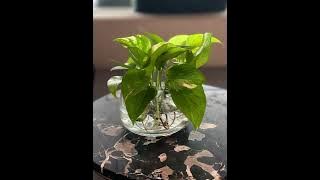 Baker Grace - Last Survivors (Lullaby)