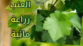 العنب زراعة مائية