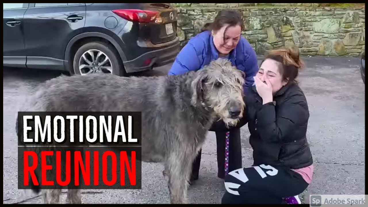 A Video of This Family's Sweetest Reunion With Beloved Dog They Lost ...