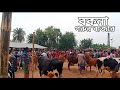 বকনা গরুর বর্তমান দাম ও বাজার বিশ্লেষণ | I Love Bangla 24 | #ilovebangla24