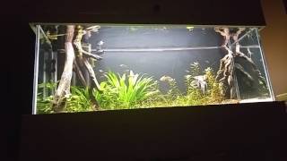 75 Gallon Planted Aquarium update Sep 2016