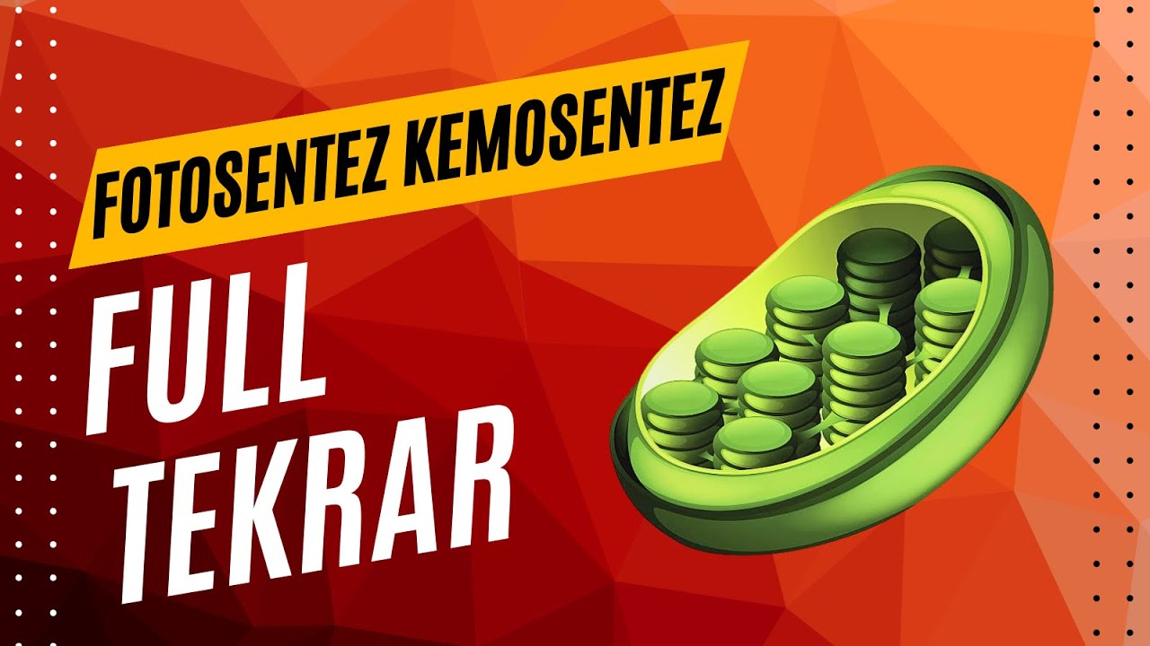 FOTOSENTEZ KEMOSENTEZ FULL TEKRAR AYT 2025