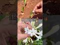 🥹365 days కింద petti marchipoyina Rajnigandha🌿 ఇప్పుడు bloom ayindi..