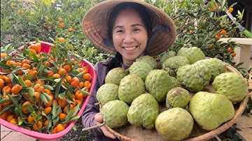 Bội Thu Mãng Cầu Sweet Green Trái Vừa Chín Ăn Quá Ngon