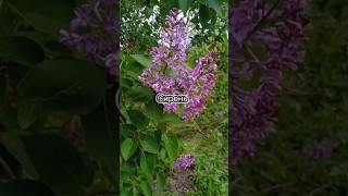 Сирень, красивая песня, исполняет Жанна Шанали #nature #garden #flowers #цветы #сирень