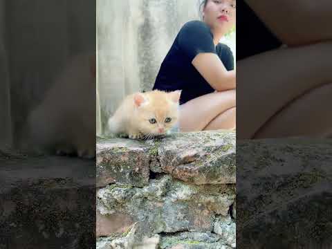 Video Mèo Golden Anh lông ngắn - youtube