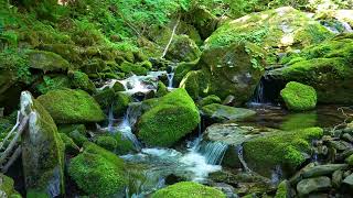Deep Forest Green Stream, Birds Chirping, Nature Sounds, ASMR