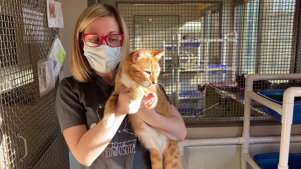 Adopt Sam Caring For Cats No Kill Animal Shelter Minnesota Youtube
