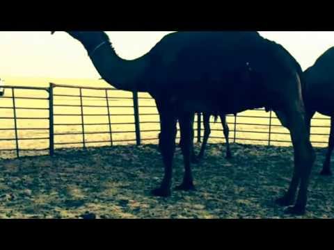 سرحت ف القلص من عزبة تميم