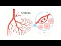 The Circulatory System: How Blood Travels Through Your Body