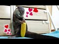 【新物】トウモロコシまるごとカワウソのビンゴにあげてみた！Otter Bingo get a whole corn!
