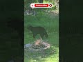 NOT Invited Bear!! 😳🐻 Part 3