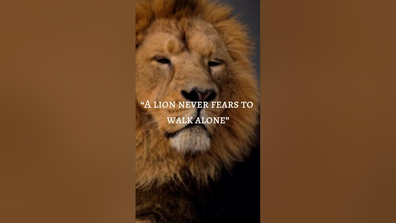 a-lion-never-fears-to-walk-alone-foryou-motivation-viral-life