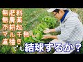 白菜･レタス･キャベツ･不耕起畝に直蒔きした結球する野菜達の様子【自然農法】2019年12月16日