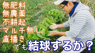 白菜･レタス･キャベツ･不耕起畝に直蒔きした結球する野菜達の様子【自然農法】2019年12月16日