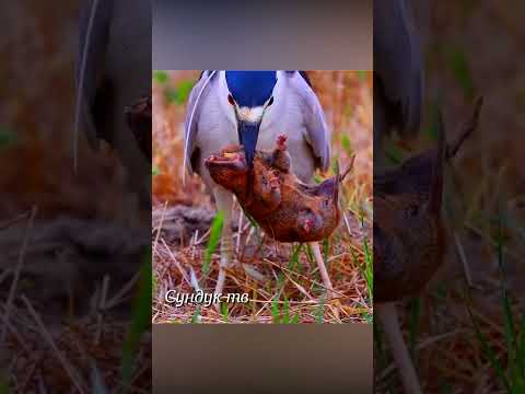 Цапля беспощадный хищник.