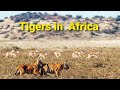 What if two tigers were placed in africa its a hunting paradise