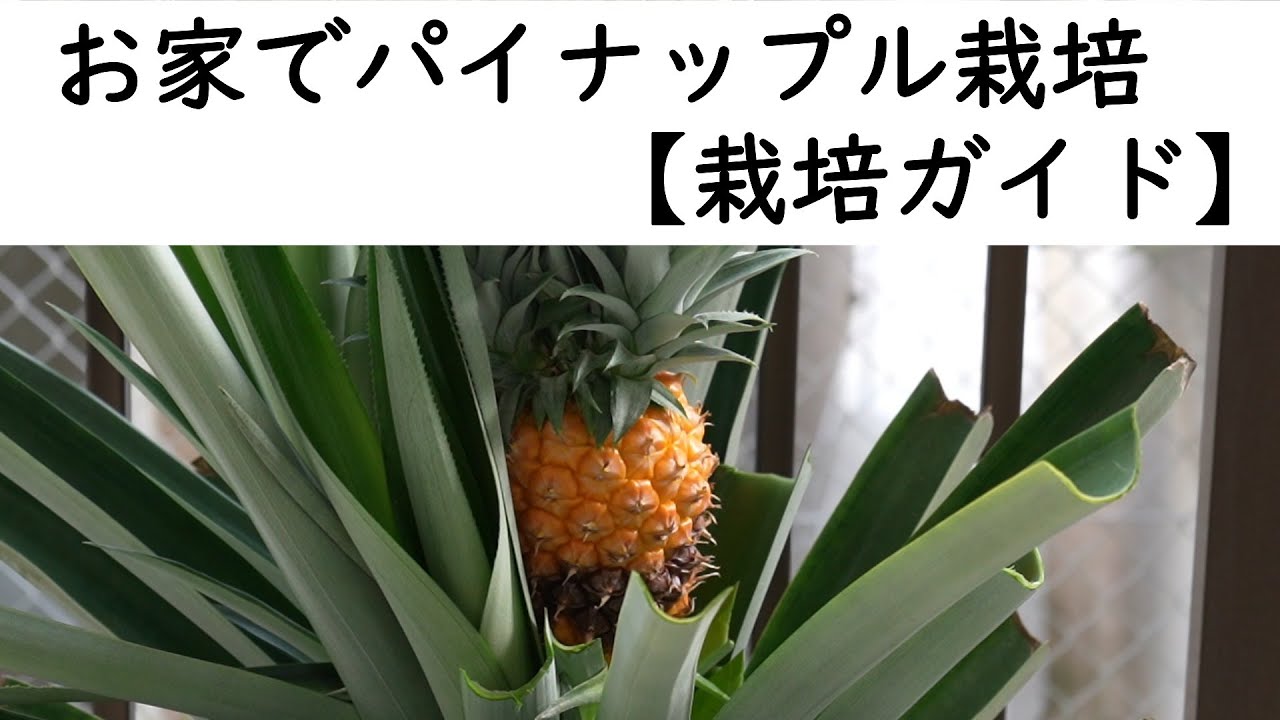 Как выращивать ананасы [Руководство по выращиванию]